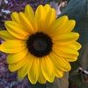 sunflowers222